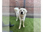 Great Pyrenees DOG FOR ADOPTION RGADN-1348519 - Beary White - Great Pyrenees Dog