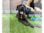 Mastiff DOG FOR ADOPTION RGADN-1348525 - Braun - Mastiff Dog For Adoption