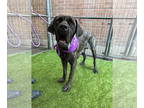 Mastiff DOG FOR ADOPTION RGADN-1348527 - Adeline - Mastiff Dog For Adoption
