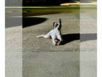 Jack Russell Terrier Mix DOG FOR ADOPTION RGADN-1348529 - Obi - Jack Russell