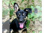 German Shepherd Dog Mix DOG FOR ADOPTION RGADN-1348535 - SAMIRA - German