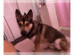 German Shepherd Dog-Huskies Mix DOG FOR ADOPTION RGADN-1348540 - TITI (COURTESY