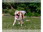 American Staffordshire Terrier-Red Heeler Mix DOG FOR ADOPTION RGADN-1348544 -