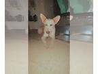 Huskies Mix DOG FOR ADOPTION RGADN-1348551 - Kea SC - Shepherd / Husky / Mixed