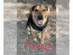 German Shepherd Dog Mix DOG FOR ADOPTION RGADN-1348552 - Rocky - German Shepherd