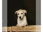 Huskies Mix DOG FOR ADOPTION RGADN-1348556 - Pearl - Husky / Mixed Dog For
