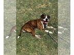 Boxer DOG FOR ADOPTION RGADN-1348572 - Potato - Silver Heart - Boxer Dog For