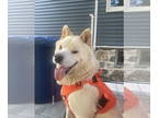 Samoyed Mix DOG FOR ADOPTION RGADN-1348574 - Snowball - Samoyed / Mixed Dog For