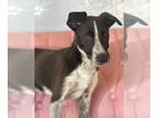 Border Collie Mix DOG FOR ADOPTION RGADN-1348578 - Dove #7308 - Border Collie /