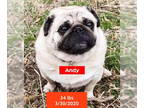 Pug DOG FOR ADOPTION RGADN-1348583 - Andy - Pug Dog For Adoption