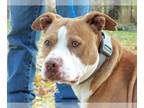 American Pit Bull Terrier DOG FOR ADOPTION RGADN-1348585 - Thor - Pit Bull