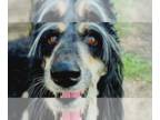 Afghan Hound Mix DOG FOR ADOPTION RGADN-1348586 - FRANCIA - Afghan Hound / Mixed