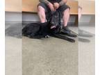 Labrador Retriever DOG FOR ADOPTION RGADN-1348596 - Han Solo - Labrador