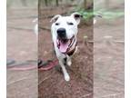 American Pit Bull Terrier Mix DOG FOR ADOPTION RGADN-1348602 - Freckles - Pit