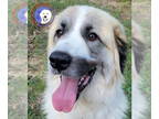 Great Pyrenees DOG FOR ADOPTION RGADN-1348619 - Elcie - Great Pyrenees (long