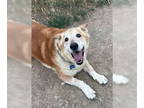 Basset Hound Mix DOG FOR ADOPTION RGADN-1348629 - Rocky - Basset Hound / Mixed