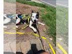 Border Collie Mix DOG FOR ADOPTION RGADN-1348640 - LOLITA - Border Collie /