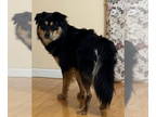 Huskies -Rottweiler Mix DOG FOR ADOPTION RGADN-1348662 - Gunnar - Husky /