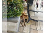 Australian Shepherd Mix DOG FOR ADOPTION RGADN-1348667 - HANNAH - Australian