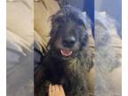 Irish Wolfhound DOG FOR ADOPTION RGADN-1348682 - Bridgette - Irish Wolfhound