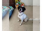 Border Collie-Great Pyrenees Mix DOG FOR ADOPTION RGADN-1348725 - Daisy - Border