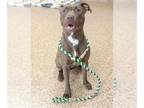 American Pit Bull Terrier DOG FOR ADOPTION RGADN-1348732 - GODIVA - Pit Bull