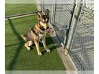 Siberian Husky Mix DOG FOR ADOPTION RGADN-1348743 - ATLAS - Siberian Husky /