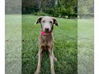 Chocolate Labrador retriever-Labrador Retriever Mix DOG FOR ADOPTION