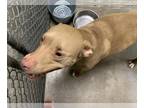 Weimaraner Mix DOG FOR ADOPTION RGADN-1348770 - BRONSON - Weimaraner / Mixed