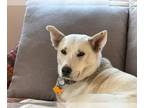 Siberian Husky Mix DOG FOR ADOPTION RGADN-1348784 - MALIBU - Siberian Husky /