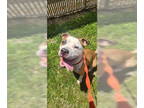 American Pit Bull Terrier DOG FOR ADOPTION RGADN-1348785 - BROCK - Pit Bull