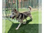 Mix DOG FOR ADOPTION RGADN-1348793 - Bibi - Husky (medium coat) Dog For