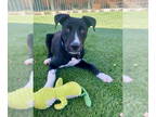 American Pit Bull Terrier-Pointer Mix DOG FOR ADOPTION RGADN-1348794 - Jack -