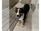 Australian Shepherd-Bull Terrier Mix DOG FOR ADOPTION RGADN-1348803 - BRONCO -
