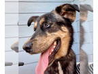 Huskies Mix DOG FOR ADOPTION RGADN-1348805 - River - Shepherd / Husky / Mixed