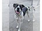 Lab-Pointer DOG FOR ADOPTION RGADN-1348806 - Cooper Lizman - Pointer / Labrador