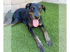 Doberman Pinscher-Labrador Retriever Mix DOG FOR ADOPTION RGADN-1348813 - Hannah