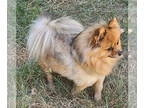 Pomeranian DOG FOR ADOPTION RGADN-1348825 - Izzi - Pomeranian (medium coat) Dog