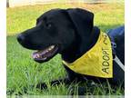 Great Dane-Labrador Retriever Mix DOG FOR ADOPTION RGADN-1348830 - Octavia -