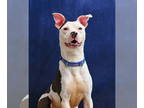 American Pit Bull Terrier DOG FOR ADOPTION RGADN-1348834 - Peppa - Pit Bull