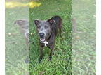 Labrador Retriever Mix DOG FOR ADOPTION RGADN-1348838 - Silver Bullet - Labrador