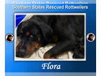 Rottweiler DOG FOR ADOPTION RGADN-1348842 - Flora - Rottweiler (short coat) Dog