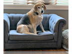Beagle Mix DOG FOR ADOPTION RGADN-1348843 - Ellie Mae - Beagle / Hound / Mixed