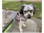 Poodle (Standard) Mix DOG FOR ADOPTION RGADN-1348849 - Annie D4465 - Poodle