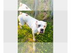 Boxer DOG FOR ADOPTION RGADN-1348857 - Kayman - Boxer Dog For Adoption