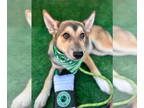 Huskies Mix DOG FOR ADOPTION RGADN-1348862 - Mocha - Belgian Shepherd Malinois /