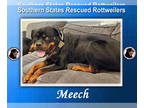 Rottweiler DOG FOR ADOPTION RGADN-1348866 - Meech - Rottweiler (short coat) Dog