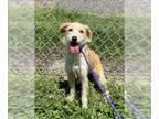 Cairn Terrier Mix DOG FOR ADOPTION RGADN-1348871 - PONYO - Cairn Terrier / Mixed
