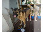 Akita DOG FOR ADOPTION RGADN-1348892 - Bear - Akita Dog For Adoption