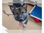 Akita Mix DOG FOR ADOPTION RGADN-1348893 - Finnegan - Akita / Mixed Dog For